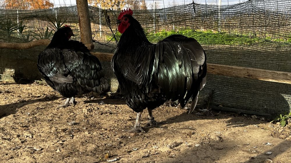 Australorp oua de incubat