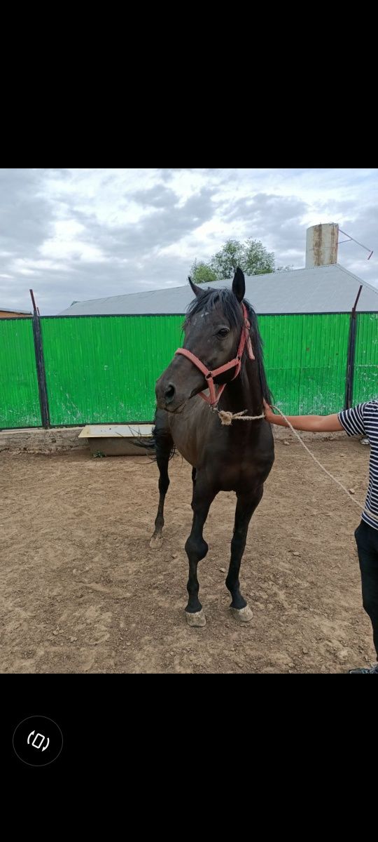 Жеребец производитель Айғыр