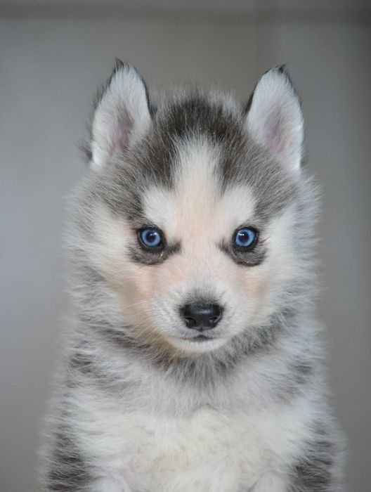 Husky Siberian cu pedigree