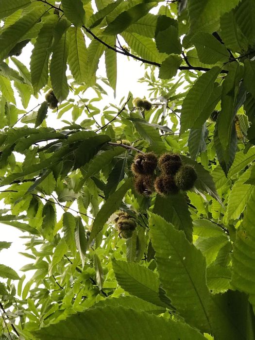 Vand castane comestibile din soiuri alese
