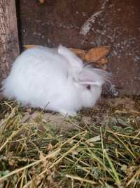 Iepuri angora pitic de vanzare