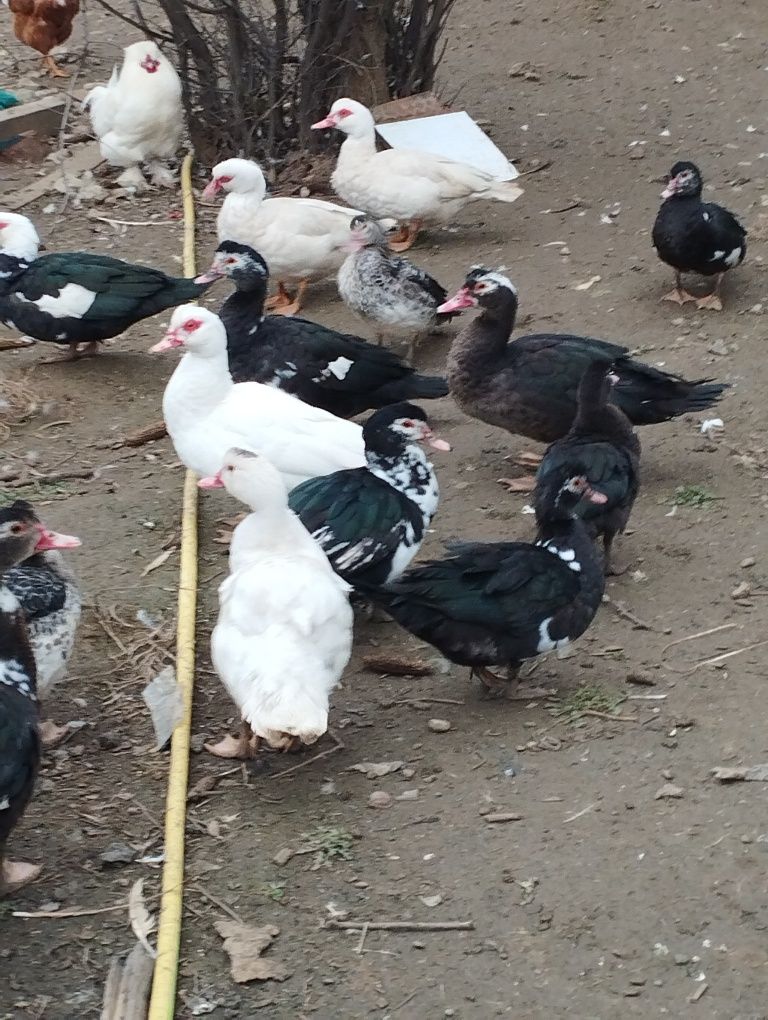 Vand rate mute (rate,rățoi)