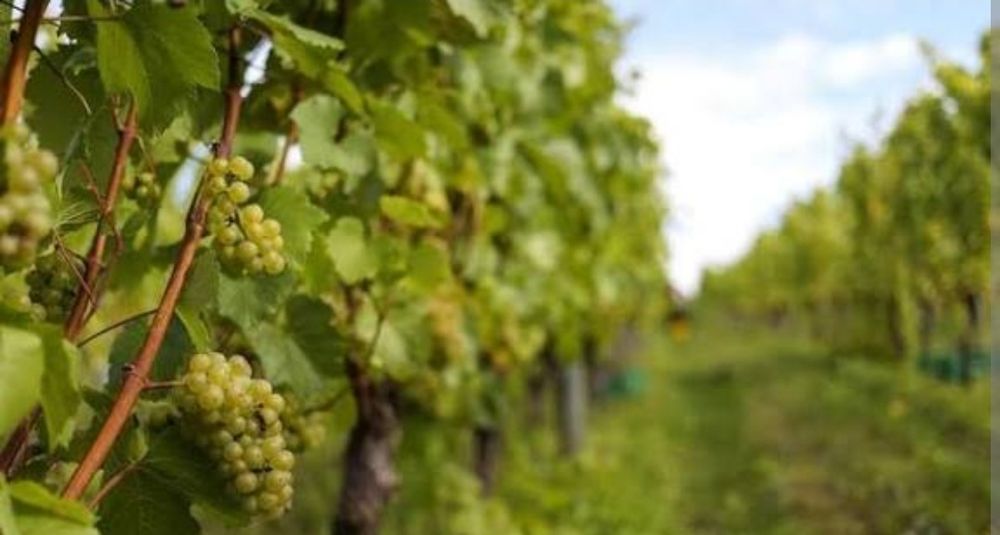 Struguri pentru vin și pentru masa