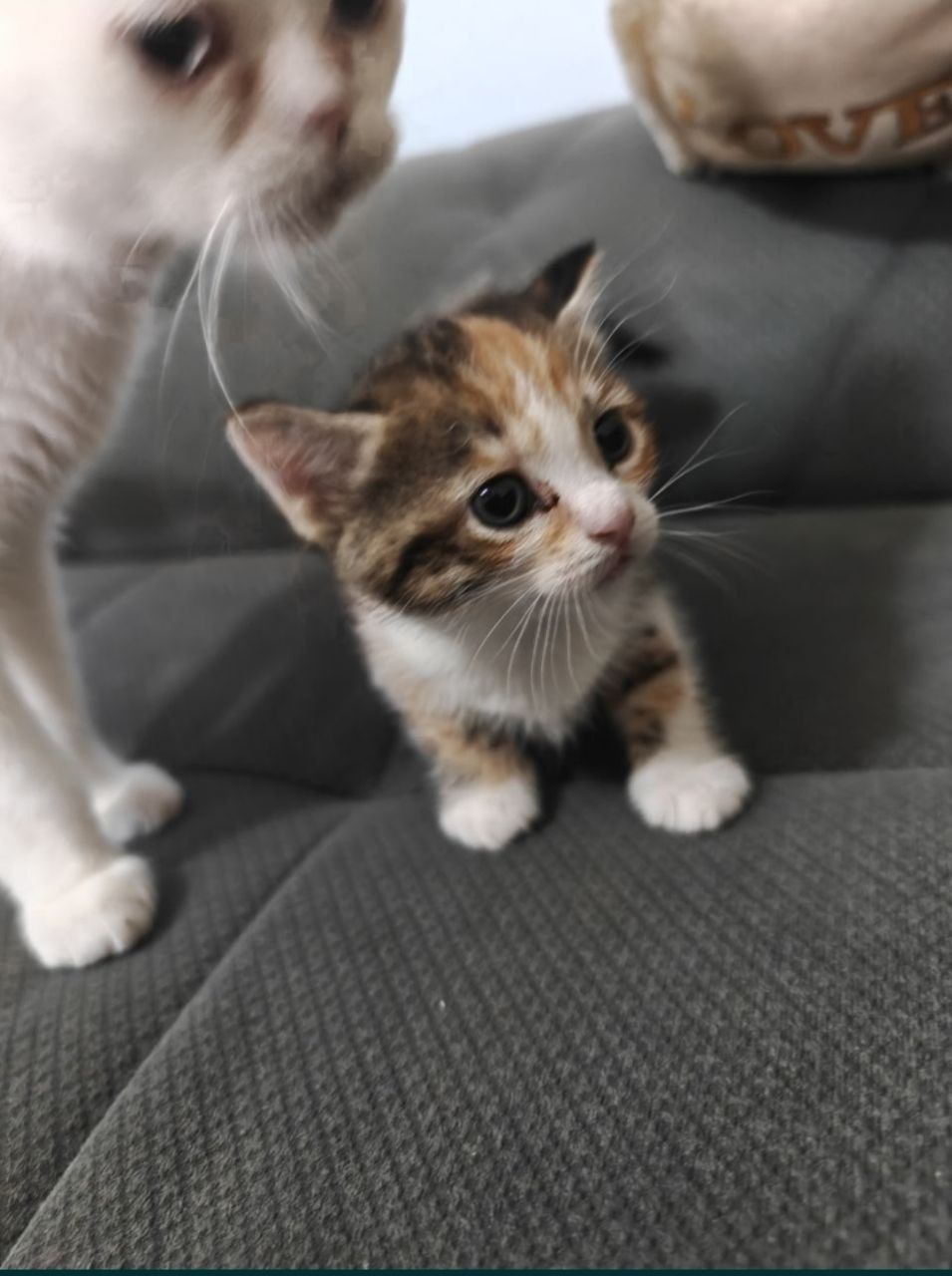 Котята скотиш страйт