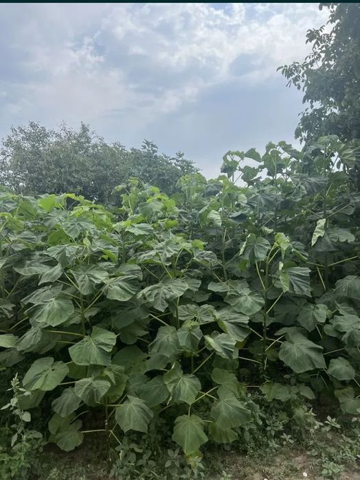 Paulownia Techirghiol