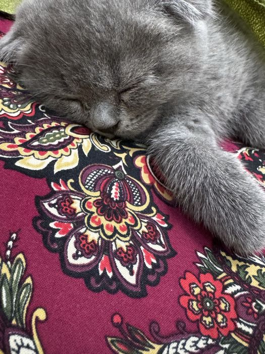 шотландская вислоухая кошка