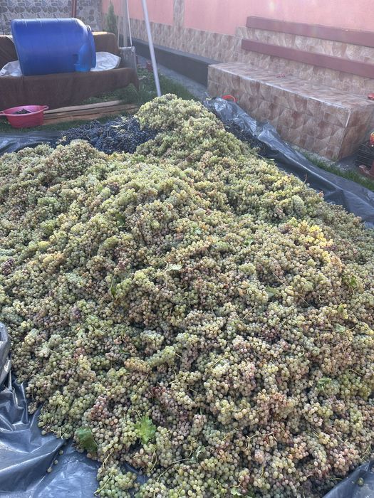 Strugurii de vin!