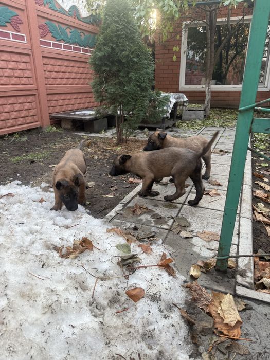 Щеньки чистокровной бельгийской овчарки Малинуа