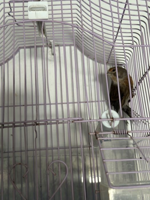 Vand sau schimb bastard se pietrusel cu canar