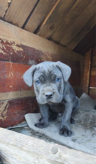 Vand pui cane corso