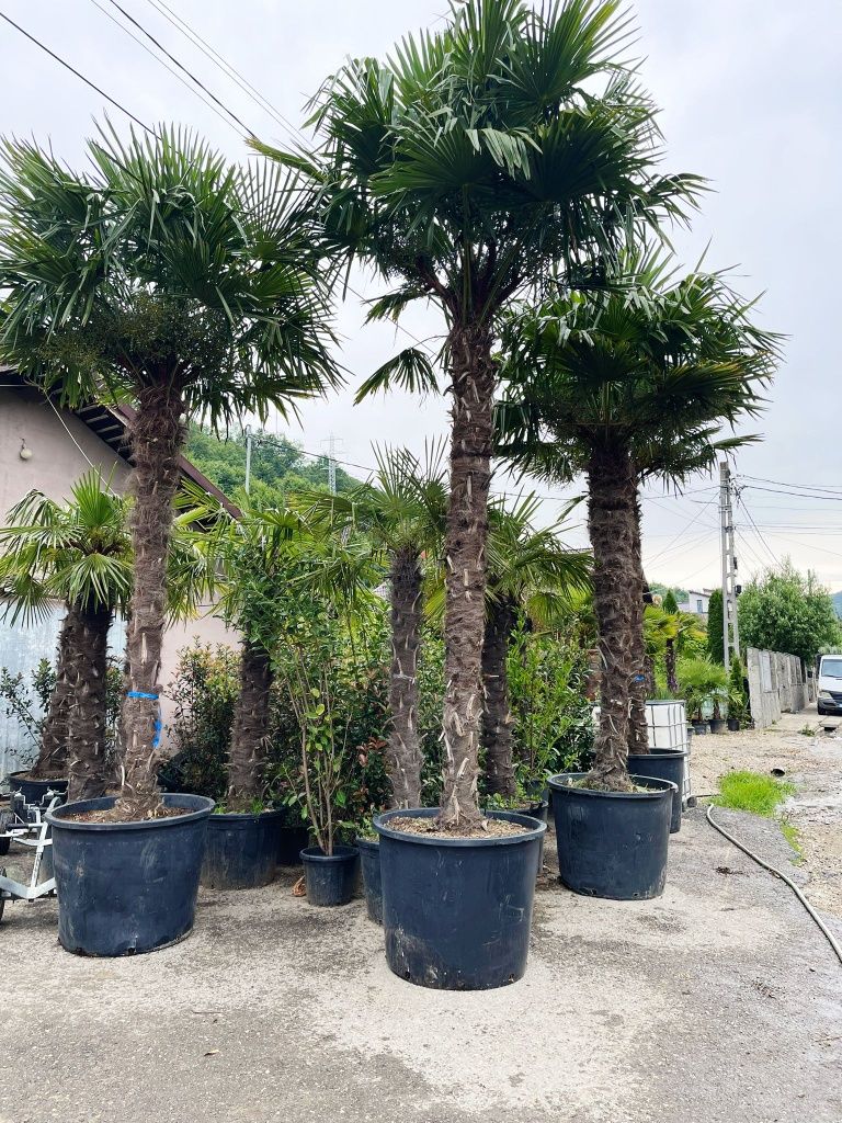 Vindem palmieri trachycarpus fortunei -18 grade
