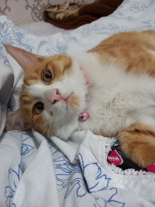 Продаётся     кот