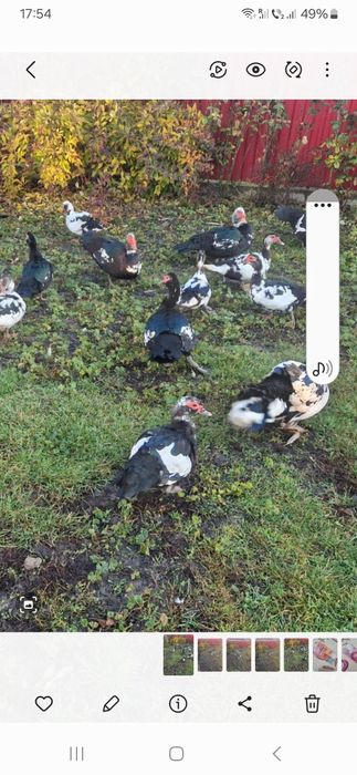 Vând rațe  mute ..