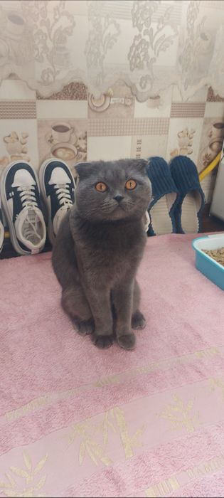 Кошка пародистая