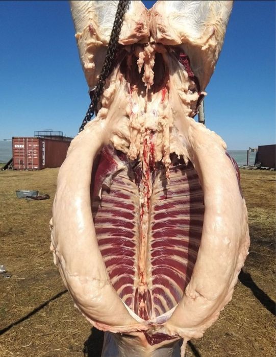 Семіз жабағы тай байтал биелер сатылады