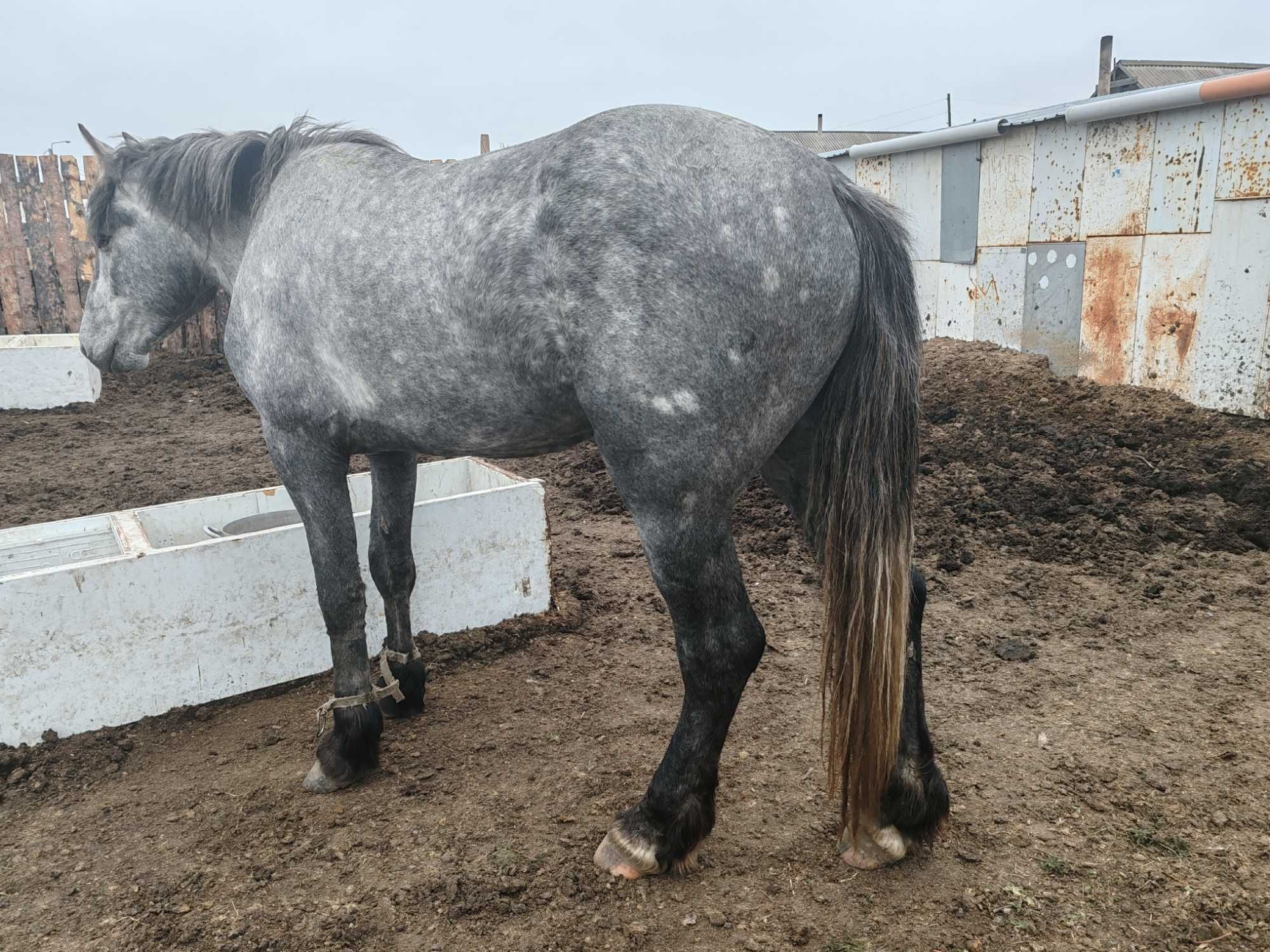 Продам Жеребеца тяжеловозного