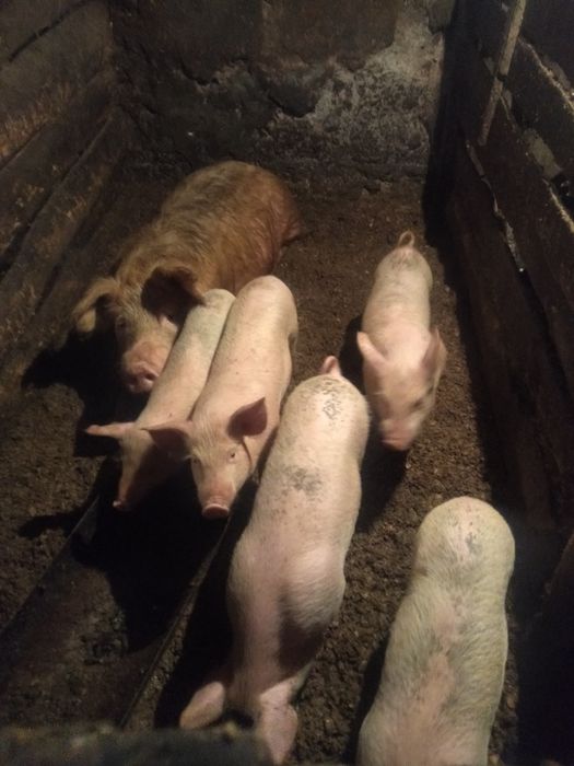 Продам поросят 2,5 месяца мясная порода