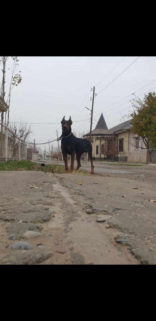 Dabirman bolalariga OLDINDAN ZAKAZ OLAMIZ
