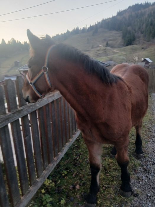 Vând mânz cu vârsta de 6 luni