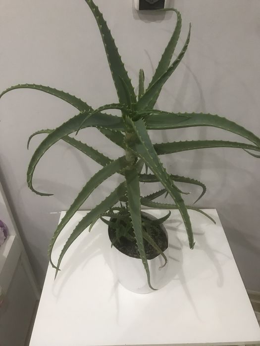 Продам алоэ Вера и Столетник