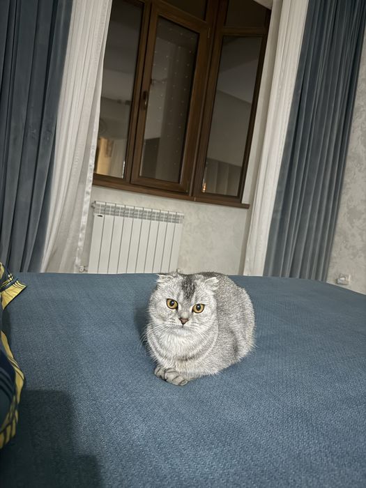 Продается серебристая шиншилла