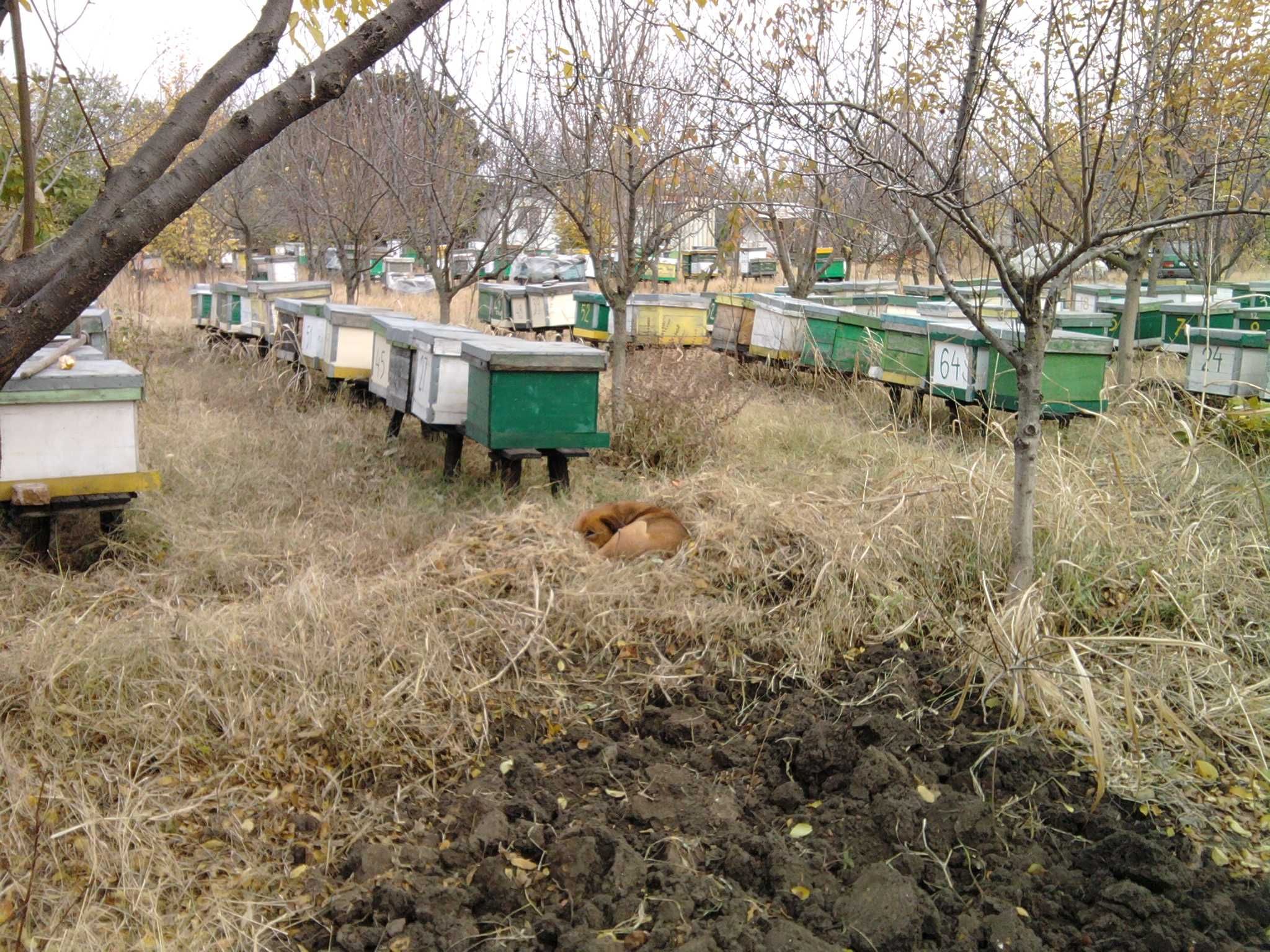 Vand stupina - Lichidare stupină cu 22 stupi familii de albine