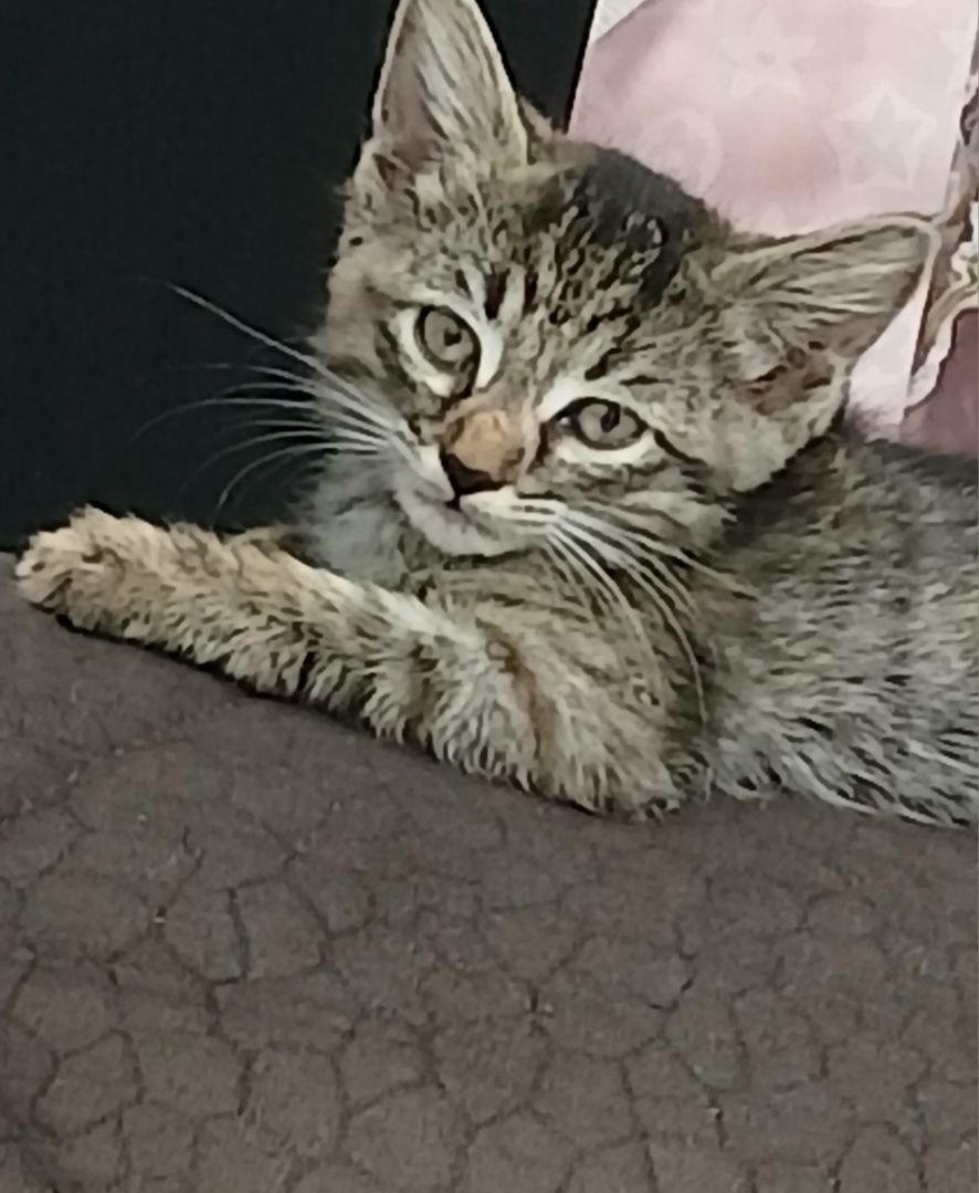 Отдам котят в добрые руки