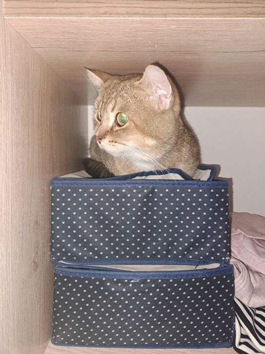 Aqilliy va toza mushuk