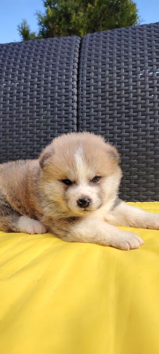 Femela Akita Inu cu pedigree A