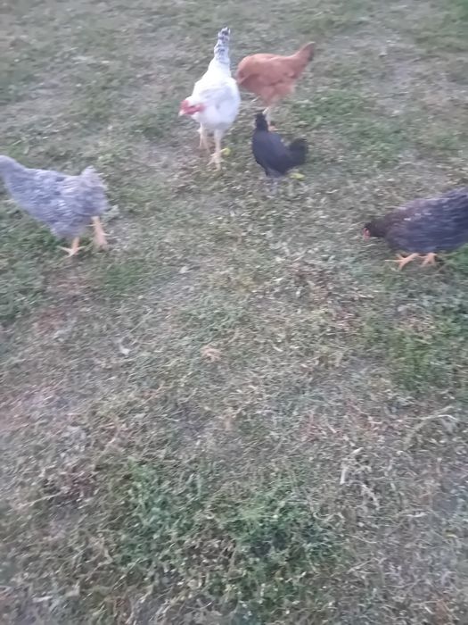 Vând pui de rasă