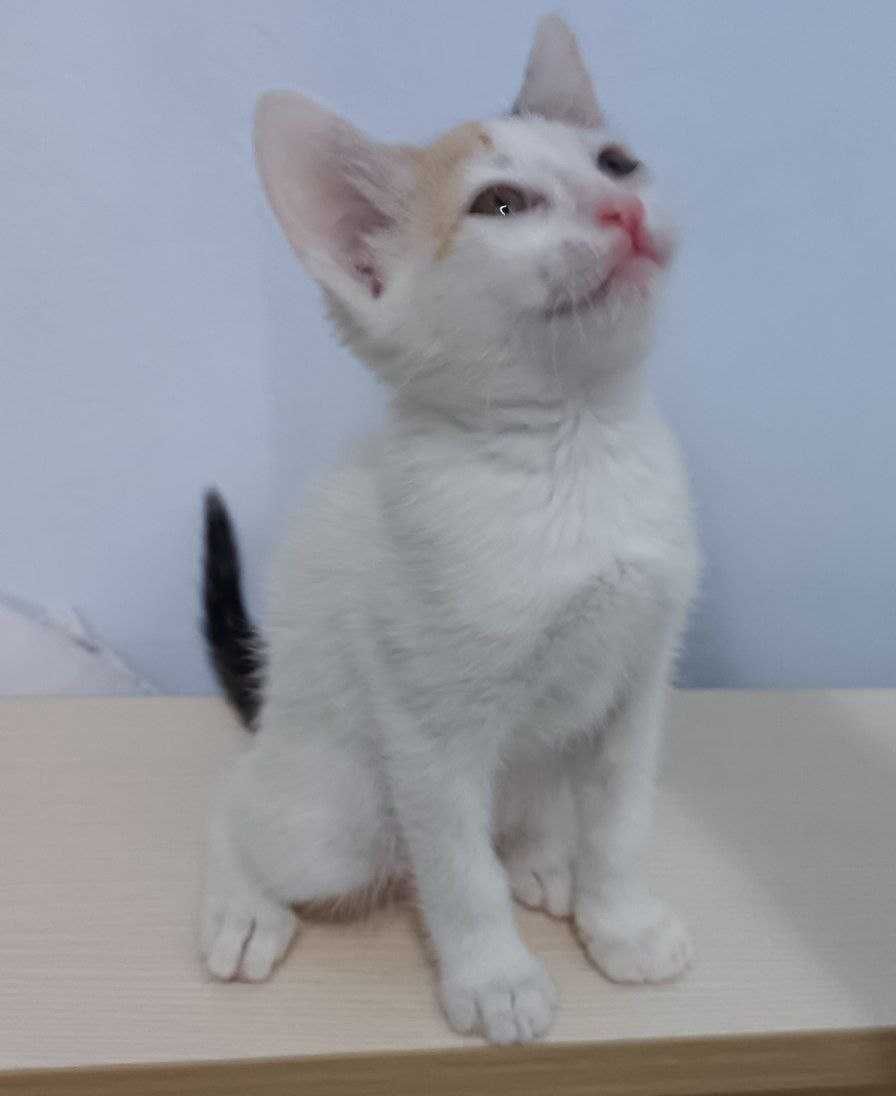 Продаю котенок (девочка)