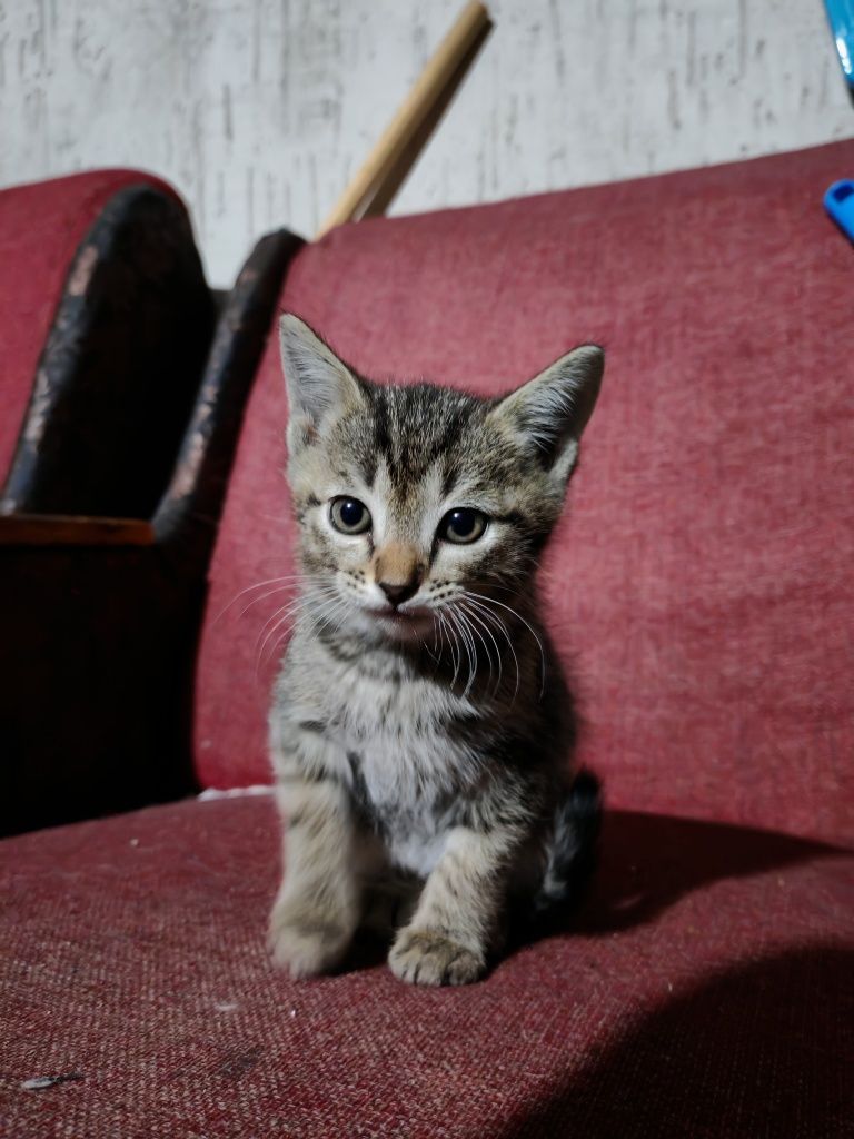 Два серых котёнка в добрые руки