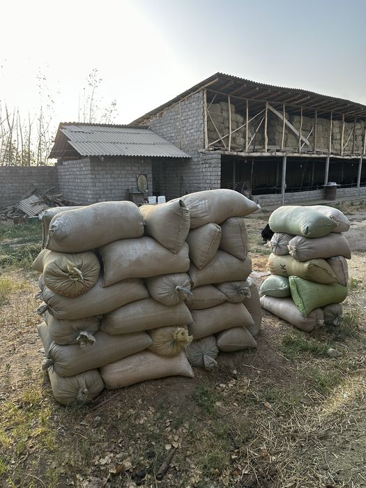 Qoy gongi sotiladi