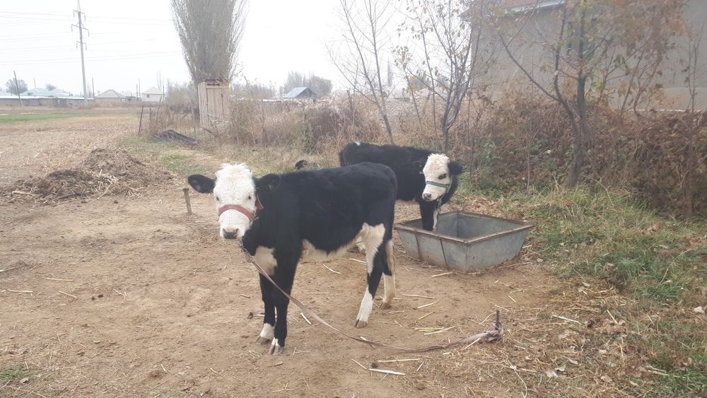 Жақсы бузаулар сатылады