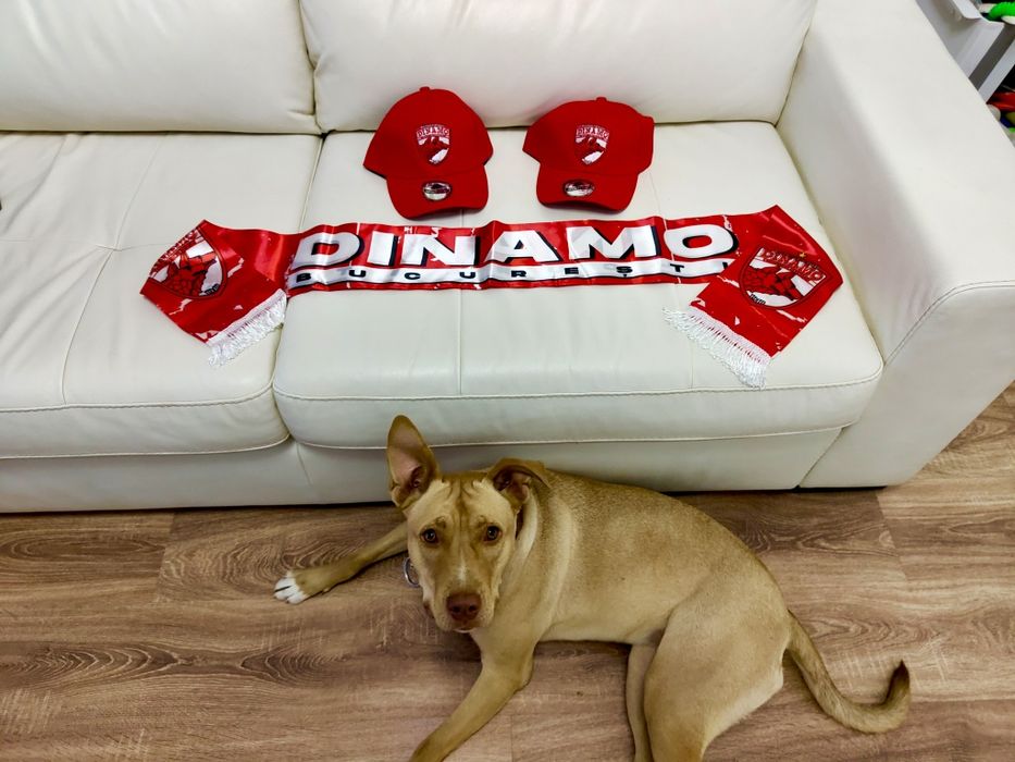 Șapcă Dinamo + Eșarfă Dinamo / Set FC Dinamo București / Câinii roșii