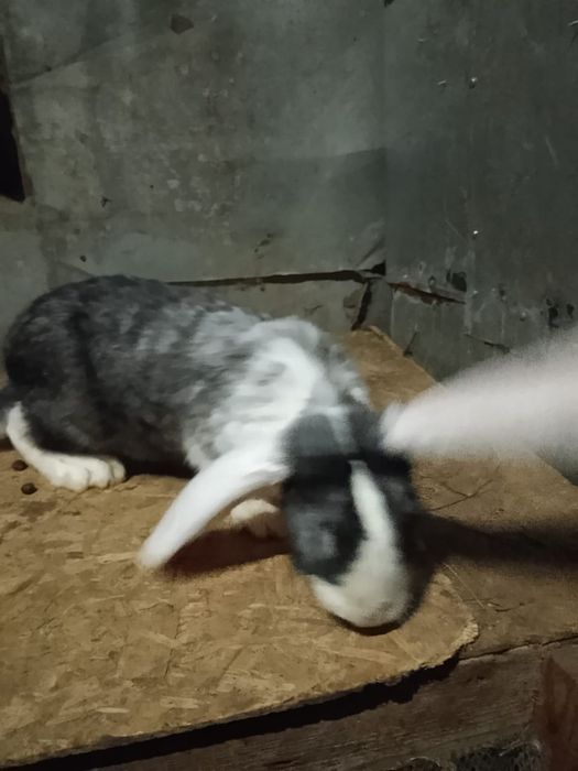 Кролики крупной породы