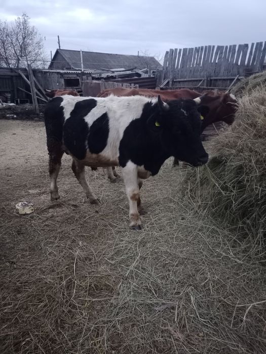 Продам 2 бычков за 1млн 100 тыс