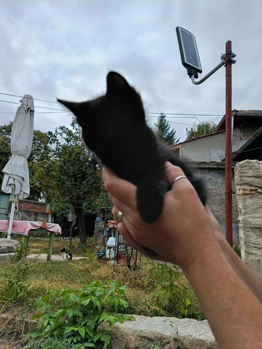 Котенца за осиновяване
