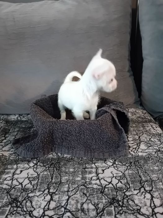 Чихуахуа момиченце