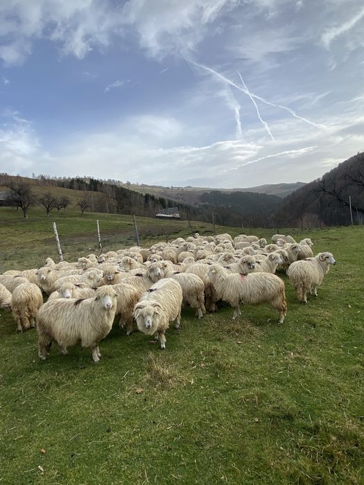 Oi disponibile 100 bucati !