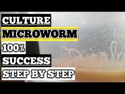 microviermi, Bananaworms, grindal