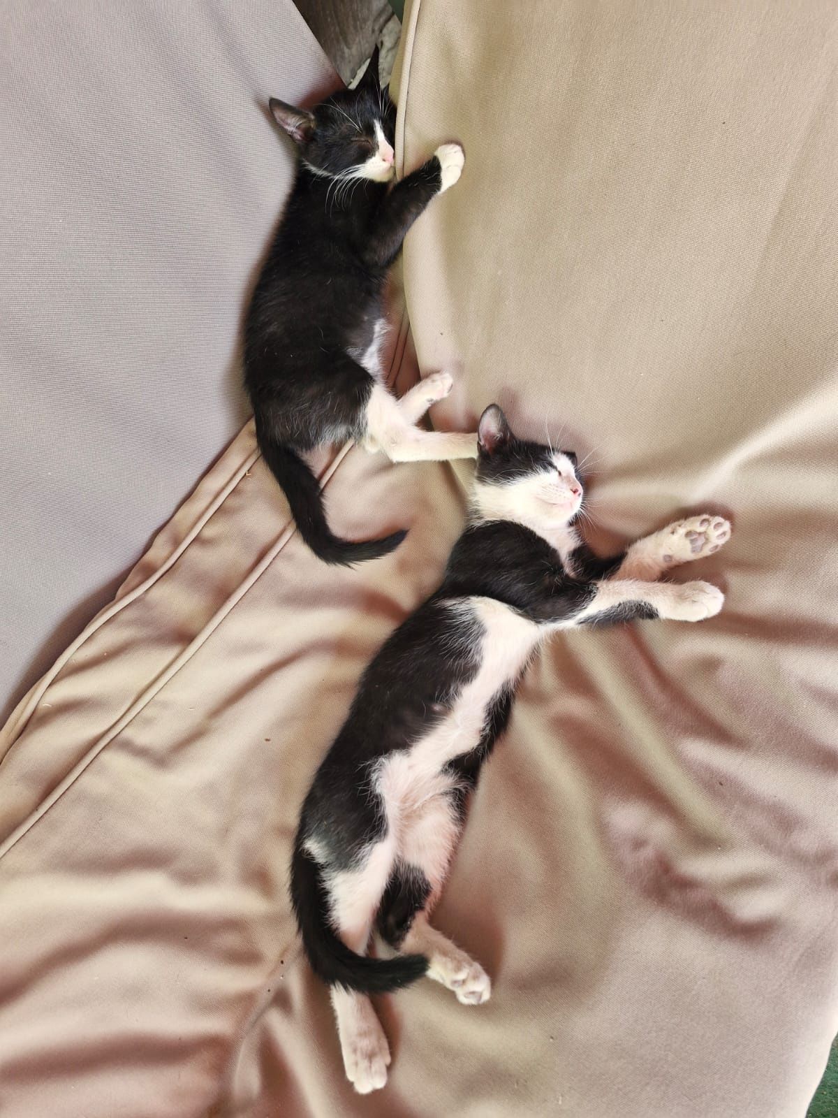 Ofer 3 pisoiasi spre adoprie