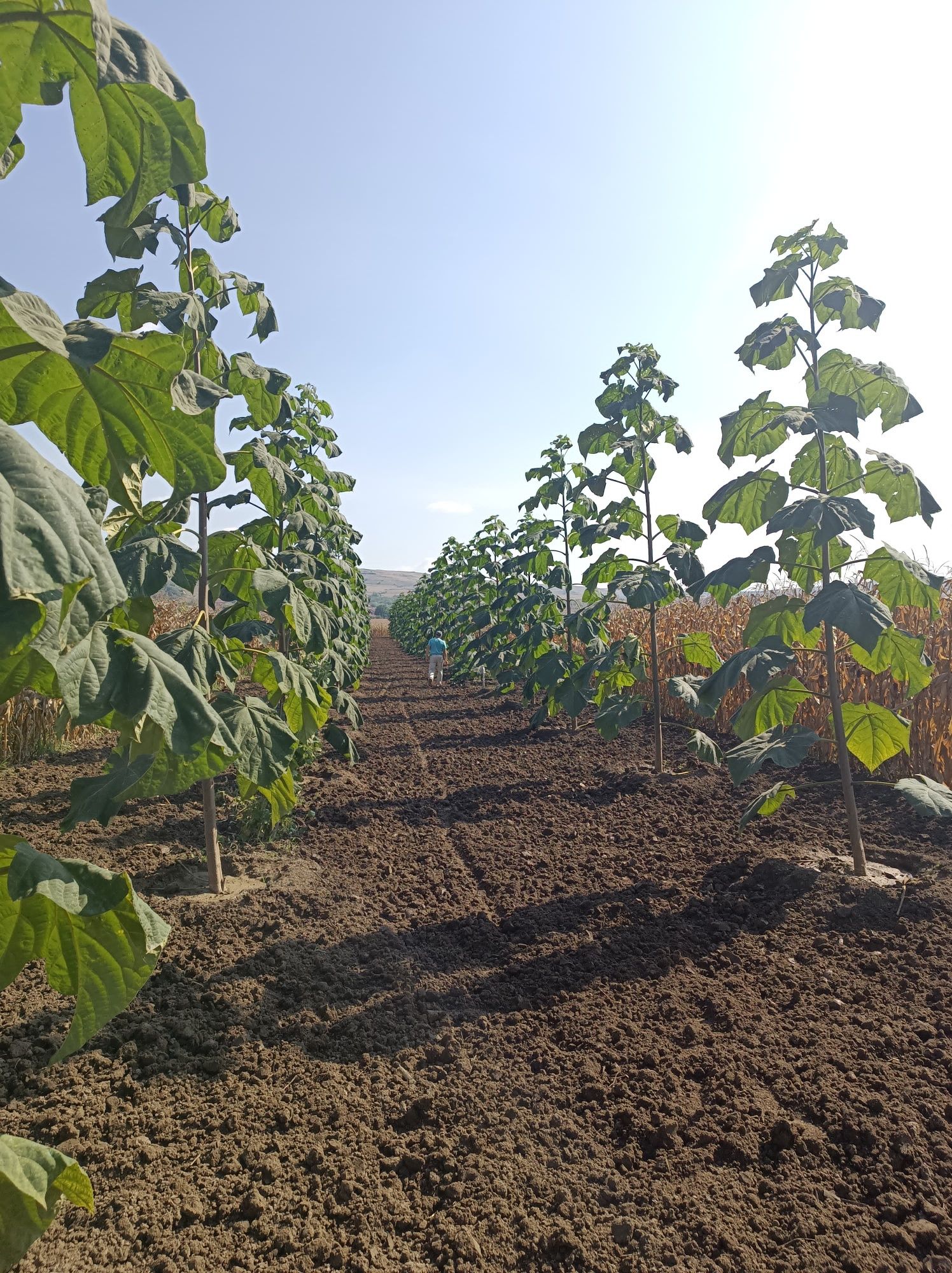 Butasi Paulownia lemnificati