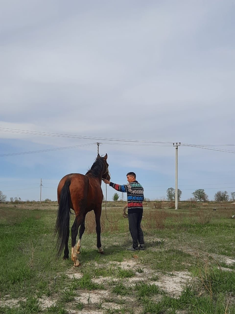 Жеребец Айгыр сатылады срочно