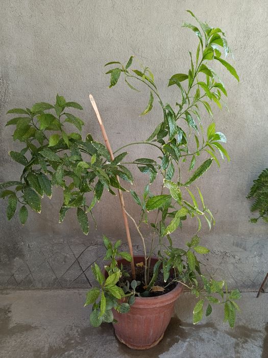 Mushku ambar (Graphtophyllum pictum (Xitoy drazhenasi))