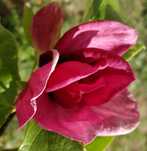 Magnolia Genie, Honey Tulip,  Blue Opal