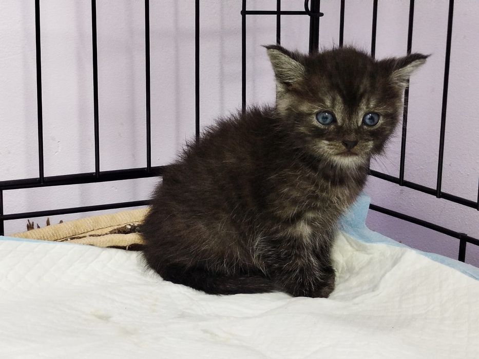 Отдам в хорошие руки