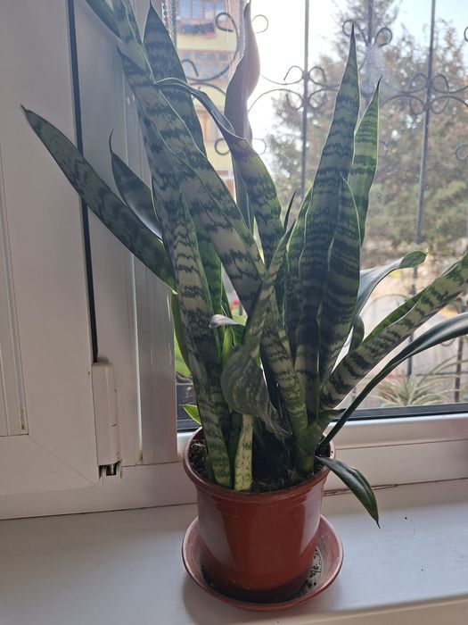 Продаются комнатные цветы