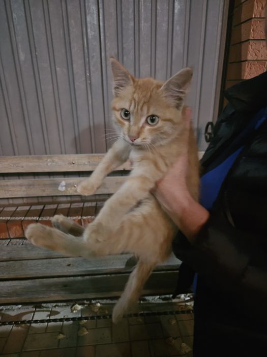 Отдам котят с доставкой на дом в добрые руки