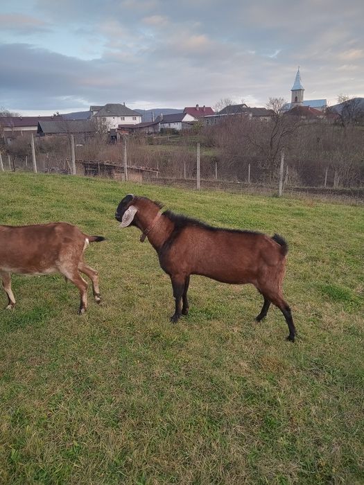 Vând țap Anglo Nubian cu Pedigree